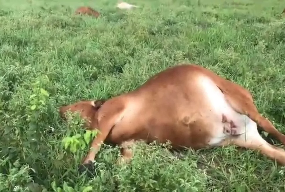 Raio mata sete vacas prenhas em sítio na Grande Natal - Foto: Reprodução