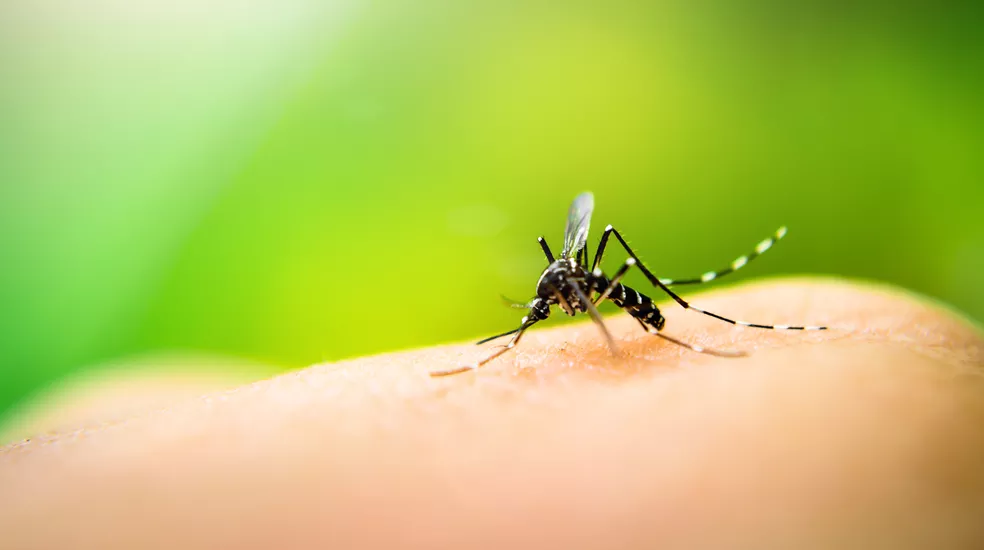 RN registra 10 vezes mais casos de dengue nos 5 primeiros meses de 2022 do que no mesmo período de 2021 ?- Foto: Getty Images