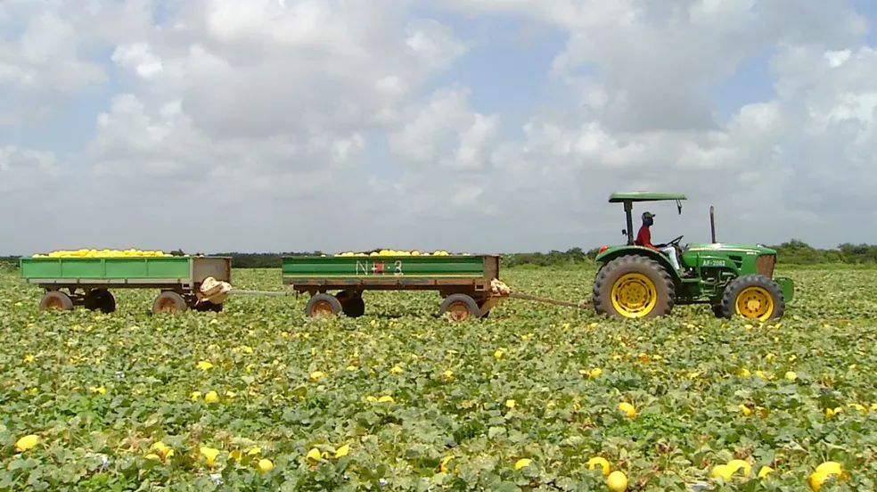 Setor agrícola foi o que mais contratou em julho no RN - Foto: Inter TV Costa Branca