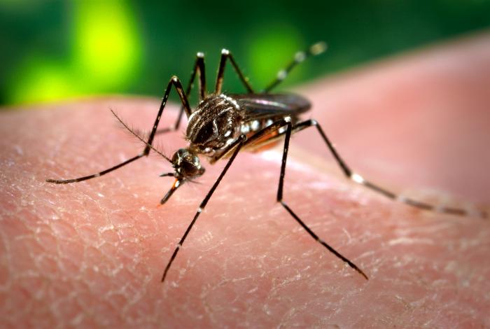 Mosquito Aedes Aegypti, transmissor da dengue, zika e chikungunya - Foto: Arquivo/NOVO