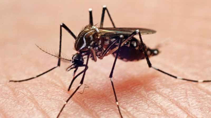 Aedes aegypti, Mosquito transmissor da dengue - Foto: JOAO PAULO BURINI/GETTY IMAGES