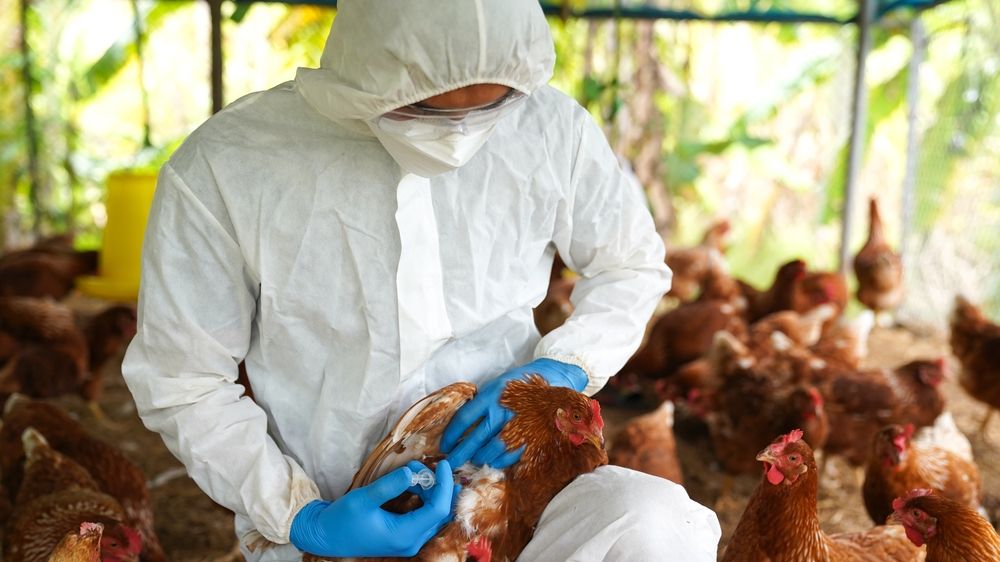 Casos de gripe aviária geraram portaria de emergência zoossanitária no País - Foto: Reprodução