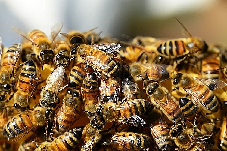 Idoso morre após ser atacado por enxame de abelhas no interior do RN - Foto: Agência Brasil