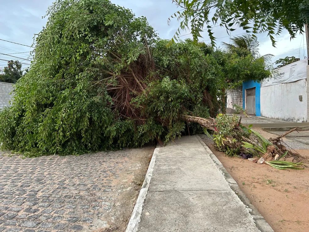 Árvore cai na Rua Santa Adélia, no bairro Planalto, em Natal (RN) - Foto: Lucas Cortez/Inter TV Cabugi