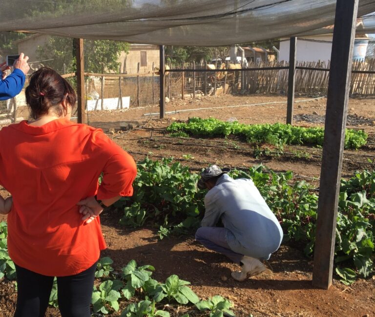 Cultivo de plantas e hortaliças com aproveitamento de rejeitos de dessalinização em Serra Mossoró. Foto: arquivo pessoal/cedida.