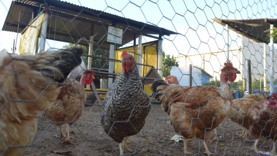 Brasil tem 135 casos de gripe aviária. Foto: José Aldenir/Agora RN