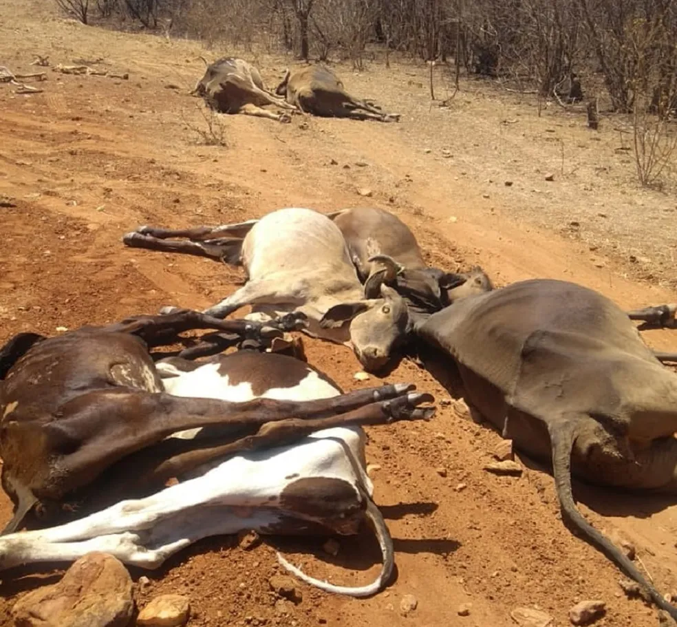 Animais mortos na zona rural de Jucurutu, no Oeste potiguar - Foto: Cedida