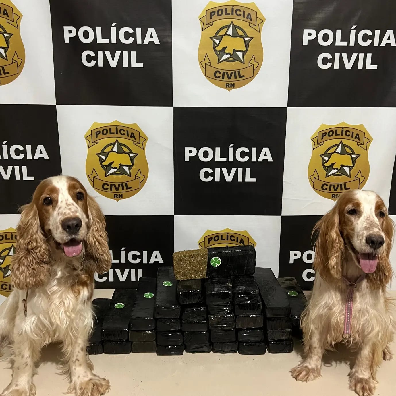 A droga foi encontrada pelos cães farejadores Toby e Bella - Foto: Divulgação/PCRN
