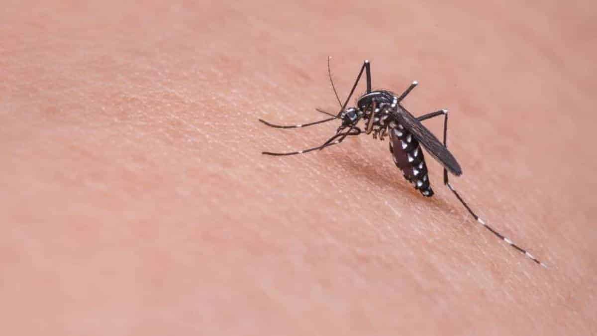 Mosquito da dengue - Foto: reprodução