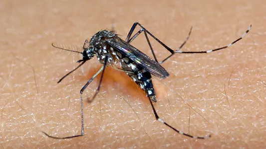 Aedes aegypti, mosquito que transmite dengue Raul Santana/Reprodução Fiocruz