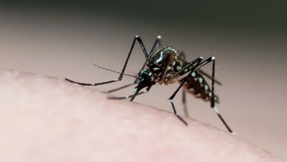 Prefeitura de Natal decreta estado de emergência por epidemia de dengue - Foto: Joao Paulo Burini/GettyImages
