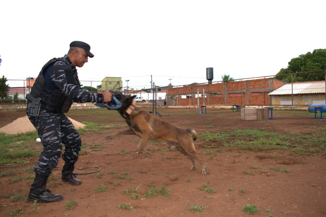 Cão Fúria segue atuando nas buscas aos dois fugitivos de Mossoró. Foto: SESP-MT
