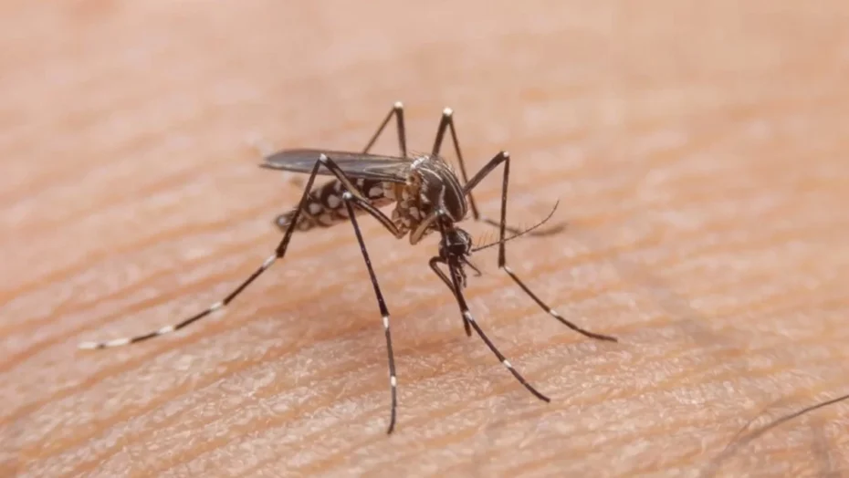 A iniciativa contempla medicamentos que tratam sintomas da dengue e outras doenças - Foto: Getty Images