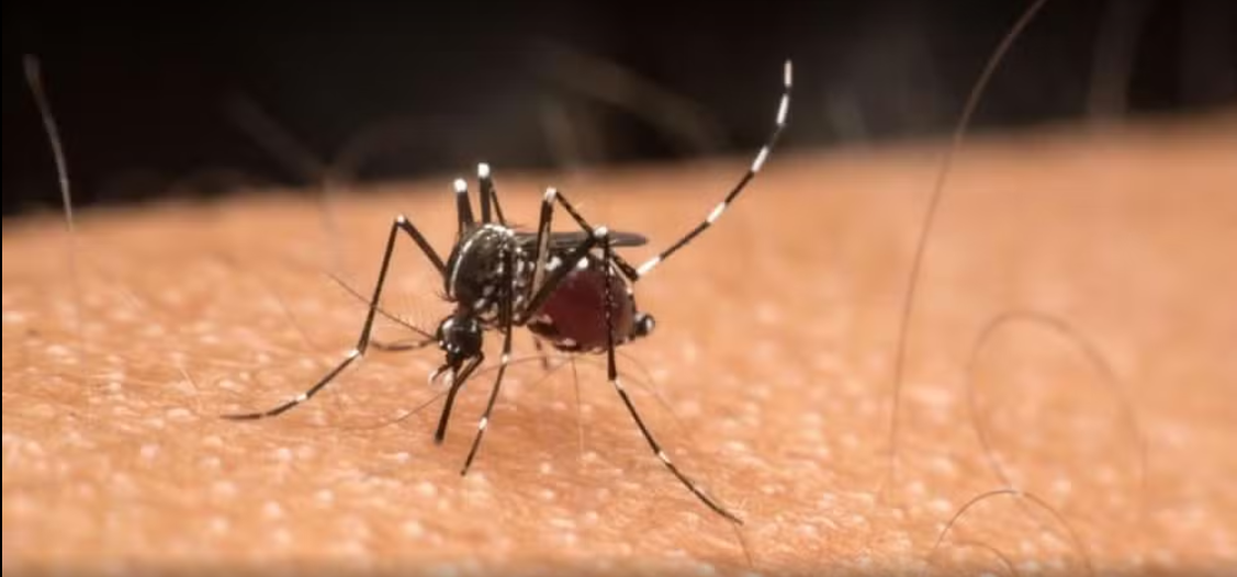 Aedes aegypti é reconhecido por sua coloração escura com listras brancas ao longo do corpo e pernas; ele é menor que outros mosquitos comuns e é diurno - Foto: GETTY IMAGES via BBC