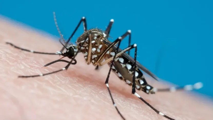 21 estados e o Distrito Federal - incluindo o Rio Grande do Norte - apresentam tendência de queda ou estabilidade na incidência de dengue - Foto: Reprodução