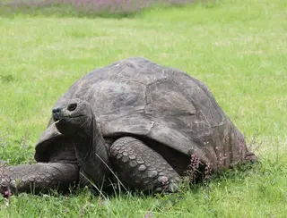 Com 190 anos, Jonathan se torna a tartaruga mais velha da história; Veja FOTOS