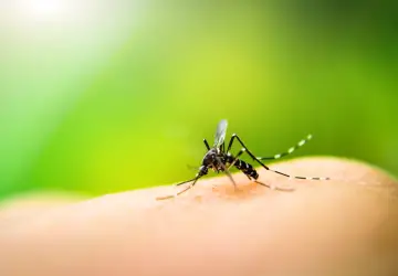 RN tem 33.901 casos prováveis de dengue no ano �- Foto: Getty Images