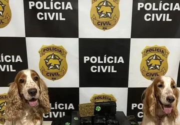 A droga foi encontrada pelos cães farejadores Toby e Bella - Foto: Divulgação/PCRN