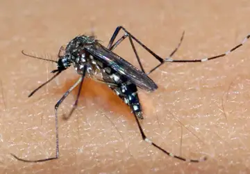Aedes aegypti, mosquito que transmite dengue Raul Santana/Reprodução Fiocruz