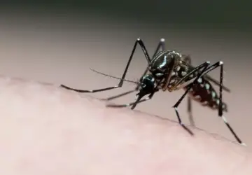 Prefeitura de Natal decreta estado de emergência por epidemia de dengue - Foto: Joao Paulo Burini/GettyImages
