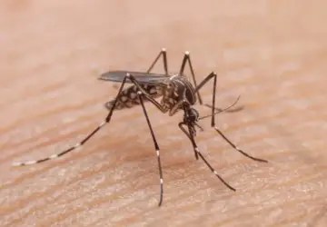 A iniciativa contempla medicamentos que tratam sintomas da dengue e outras doenças - Foto: Getty Images