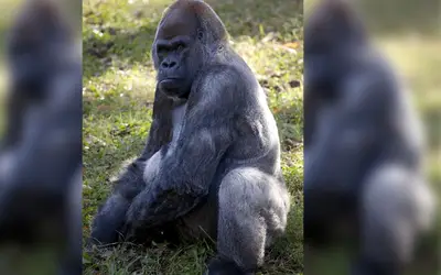 Gorila macho mais velho do mundo morre aos 61 anos nos EUA