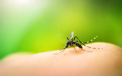 RN tem 33.901 casos prováveis de dengue no ano, diz boletim da Sesap