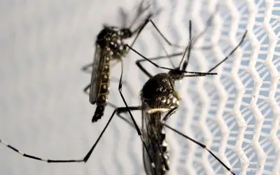 Sesap confirma primeira morte por dengue no RN em 2024