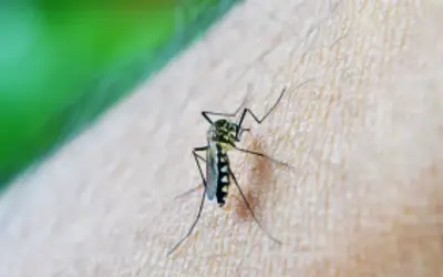 RN tem segundo menor número de mortes por dengue do Brasil
