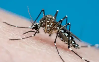 RN apresenta tendência de queda nos casos de dengue, aponta Ministério da Saúde